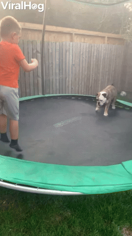 Bulldog Bounces on Trampoline
