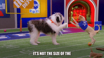 The Size Of The Fight In The Dog