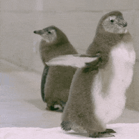 sandiegozoo funny lol penguin walk GIF