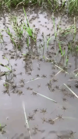 Clusters of Spiders Try to Escape Rising Floodwaters as Rain Lashes New South Wales