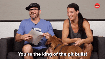 Pit Bull Dogs GIF by BuzzFeed
