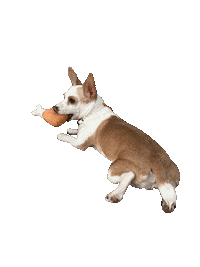 Apex Predator Potato Dog Sticker by Bastian the Talking Terrier