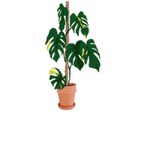 Monstera Green Sport Sticker by Monstera Mania
