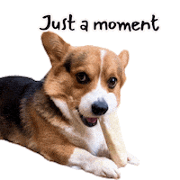 Corgi Moment Sticker