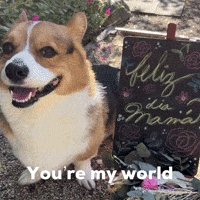 Dog Corgi GIF