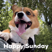 Happy Sunday Dog GIF