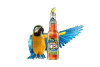 Piwo Captain Jack Sticker by captainjackbeer