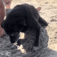 Dog Trying GIF by Respective