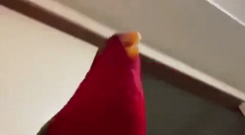 mast3r_dj giphyupload GIF