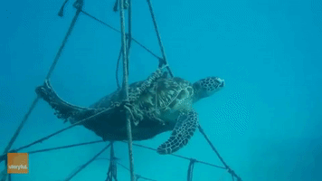 Majestic Sea Turtle Elegantly Swims to the Surface