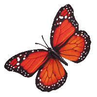 Butterfly Sticker