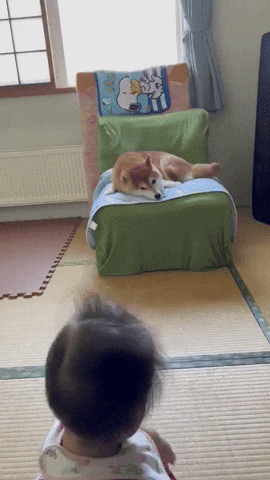 cuteanimalland giphyupload GIF
