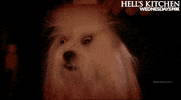 hells kitchen GIF by Fox TV