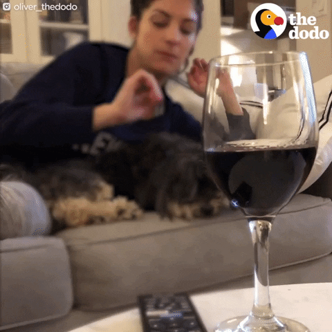 thedodo giphydvr cute dog the dodo GIF