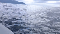 What It's Like to Follow Dolphins in a Speeding Boat