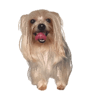 Cute Yorkie Sticker
