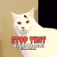Stop It White Cat GIF