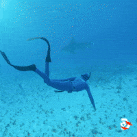 Under The Sea Swimming GIF by Shark Week