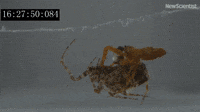 Spider avoids being eaten after sex