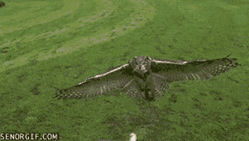 Landing Slow Motion GIF by Cheezburger