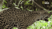 savage kingdom jaguar GIF by Nat Geo Wild 