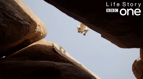 bbc one leap GIF by BBC