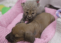 Petting GIF