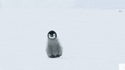 Penguin on the Move | Dynasties