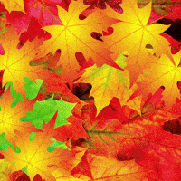 Happy Autumn Leaves GIF by Magic Eden