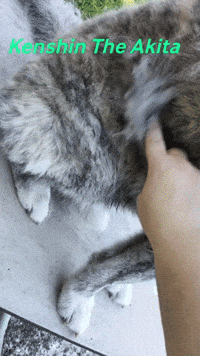 Dog Shed GIF