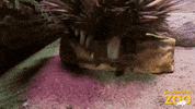 Up Close And Personal GIF by Brookfield Zoo
