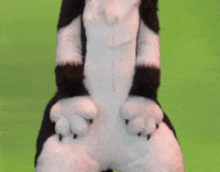 furrie i sit on you GIF by beeeky