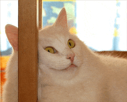 Photo gif. Big white cat leans face against a wooden furniture leg, with wide eyes. Text zooms across the screen, "watever."