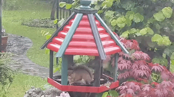 Squirrel Rides Out Severe Leicestershire Weather in Bird Feeder