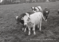 Surprise Reaction GIF by Brabant in Beelden