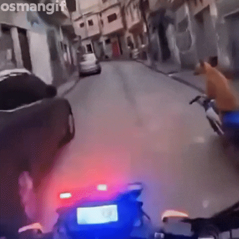 Dog Police GIF