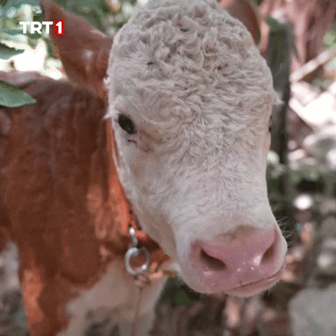 Face Ok GIF by TRT