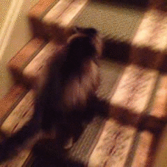 cat staircase GIF