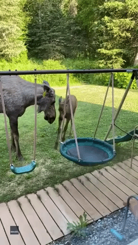 Baby Moose Checks Out Swing Set 