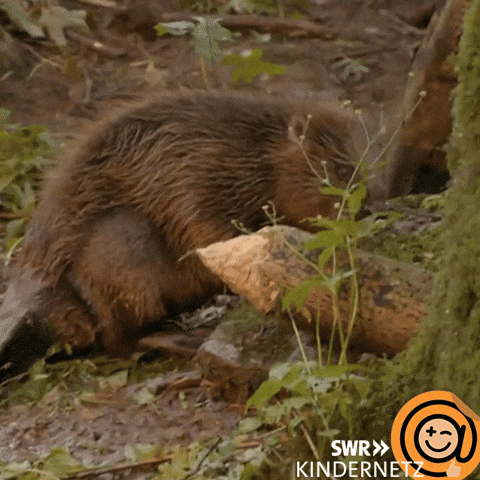 Forest Hallo GIF by SWR Kindernetz