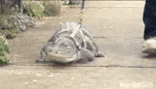 crocodile GIF