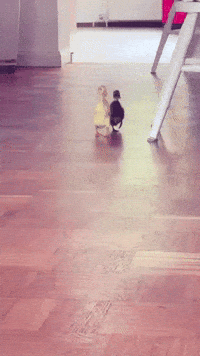 Duck Zusammen GIF
