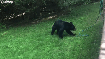 Friendly Bear Becomes a Gardener
