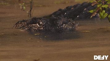 The Gator Population Has Been Secretly Growing