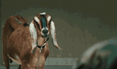 George Clooney GIF