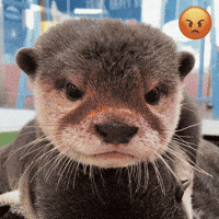 Angry Otter GIF