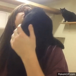 cats hugs GIF