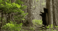 black bear GIF by Head Like an Orange