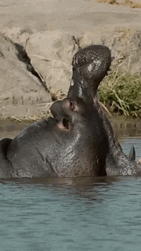 GIF by Dave & Buster's