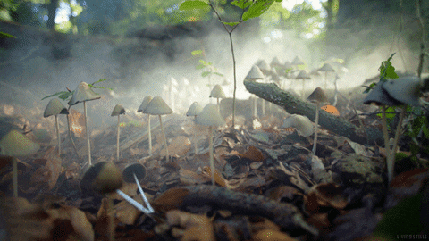 photography fall GIF by Living Stills